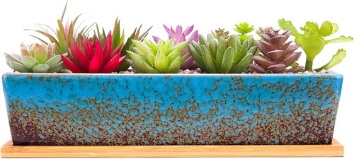 Succulent plant pots 30 - plant,
