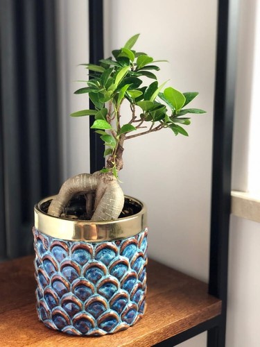 Large cylinder flowerpot - flowerpot, home