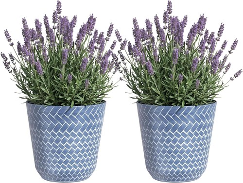 Nantucket plant pots large - plant,