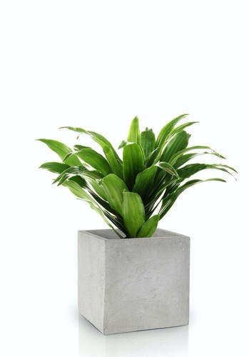 Large flowerpot cube indoor - large,